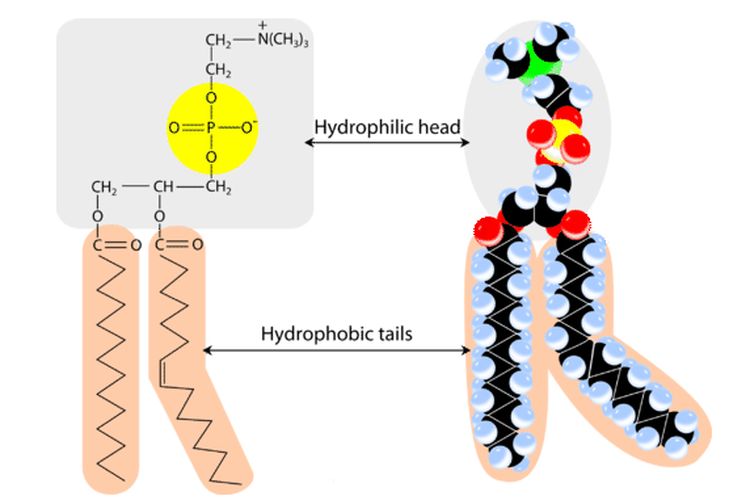 Struktur fosfolipid dengan kepala yang hidrofilik dan ekor yang hidrofobik