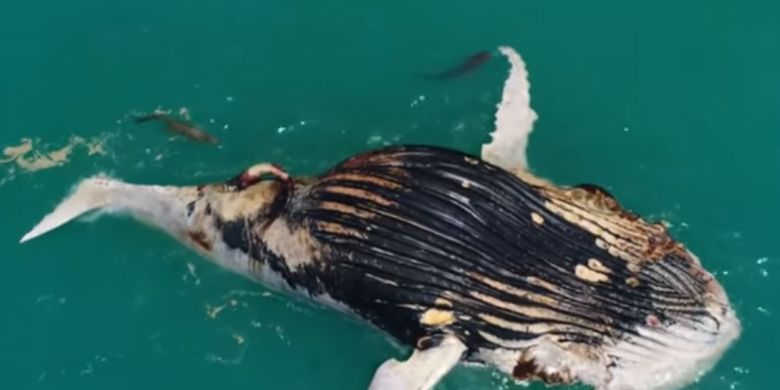 Kali Pertama Hiu Dan Buaya Tertangkap Kamera Makan Bersama Halaman All Kompas Com