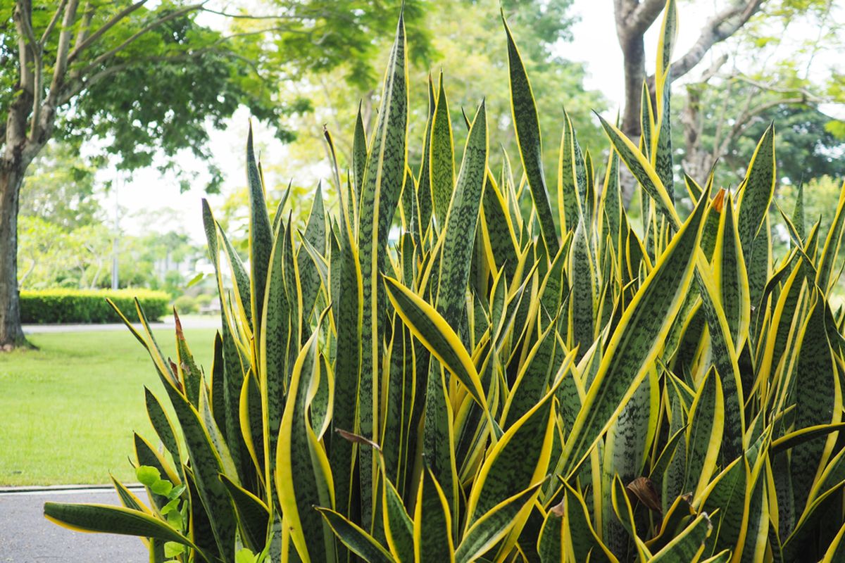 Tanaman Lidah Mertua atau Sansevieria Trifasciata