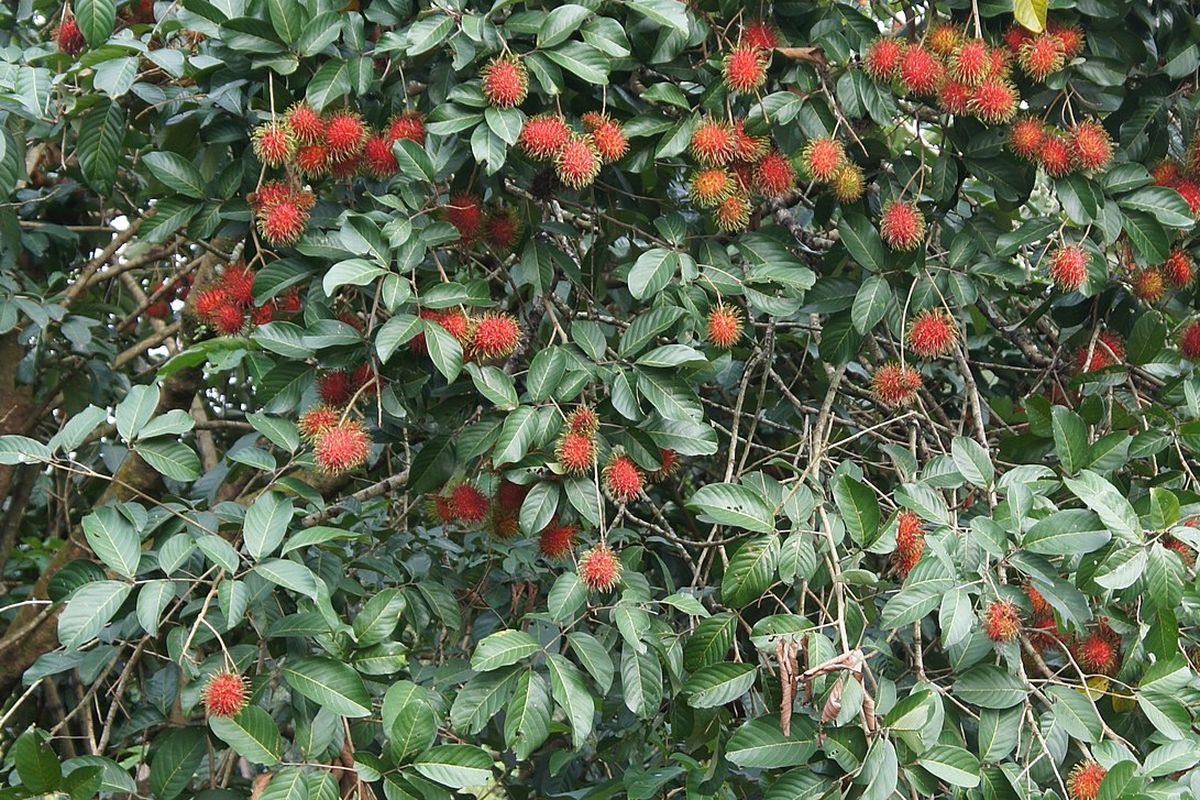 Ilustrasi menanam rambutan, pohon rambutan. 