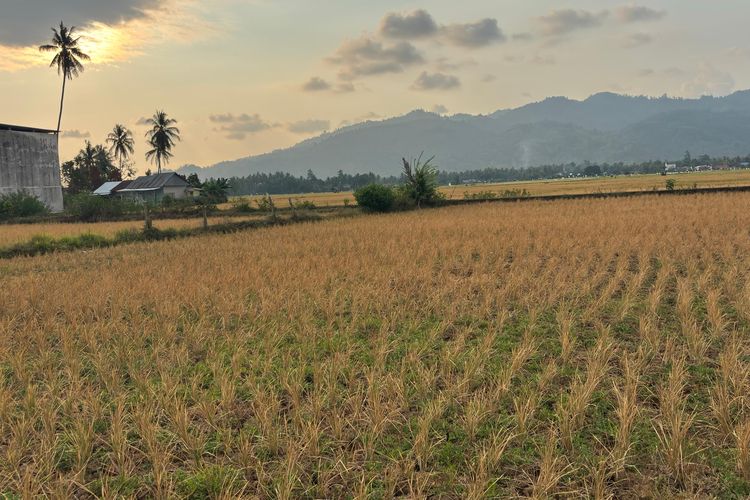 3.000 Hektar Sawah di Sulbar Kekeringan Imbas Air Permukaan Mulai Habis