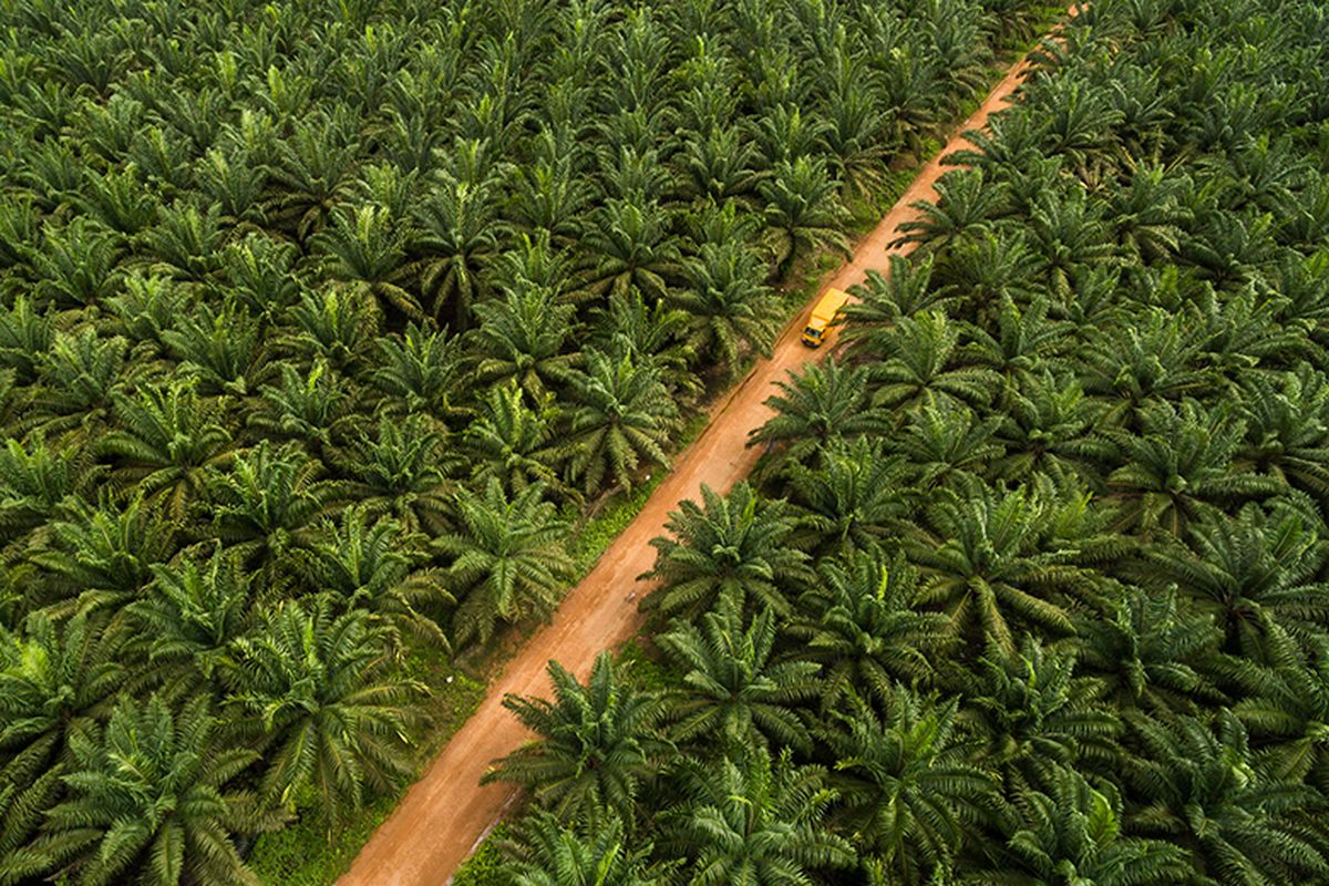 Ilustrasi kebun kelapa sawit terbesar di Indonesia. Perkebunan kelapa sawit terbesar di Indonesia terdapat di Pulau Sumatera dan Kalimantan.