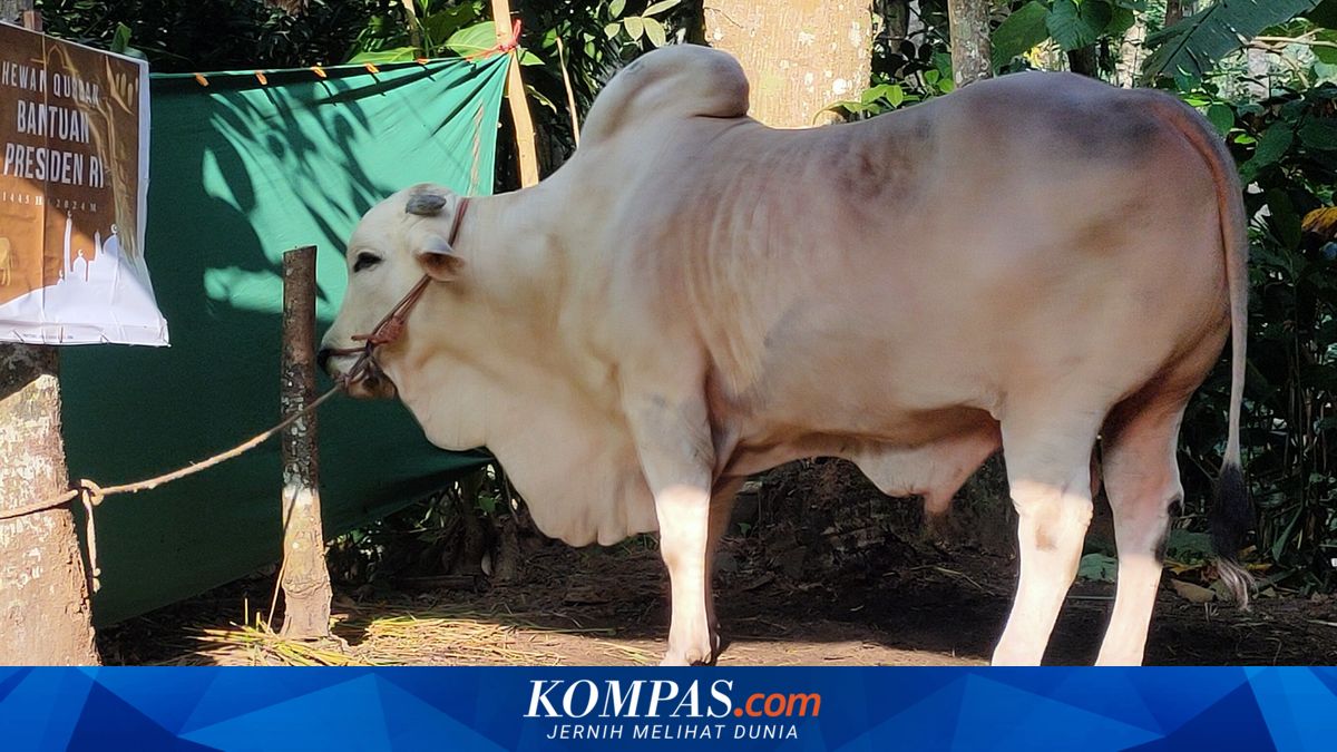 Sapi dari Presiden Jokowi Dibagikan untuk 515 Keluarga di 5 Dusun Kulon ...