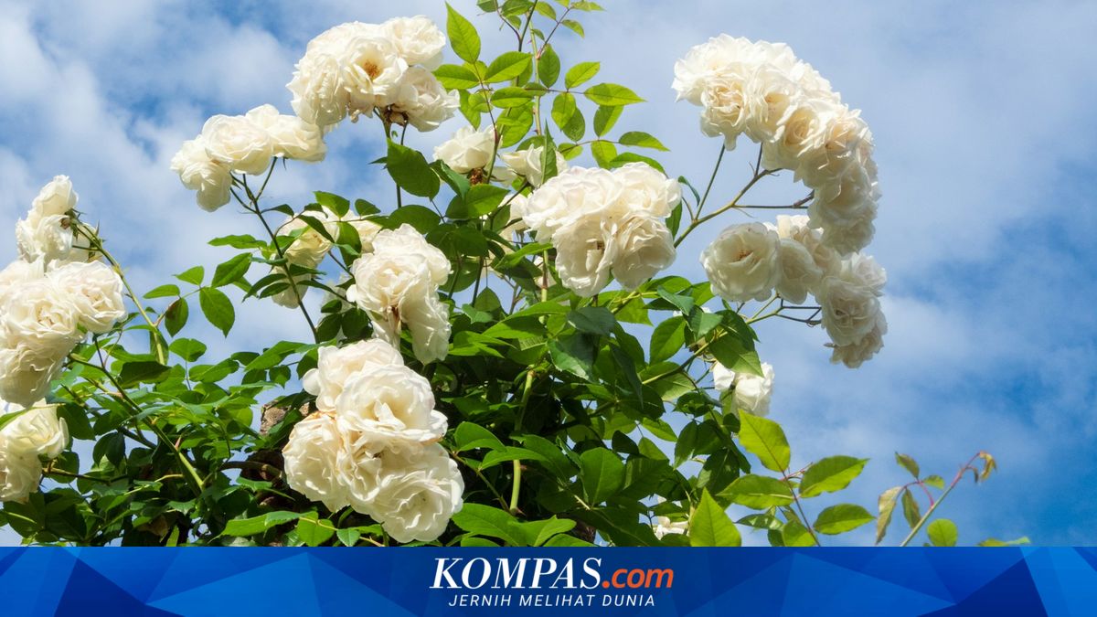 3 Penyebab Bunga Mawar Cepat Rontok dan Cara Membuatnya Tahan Lama