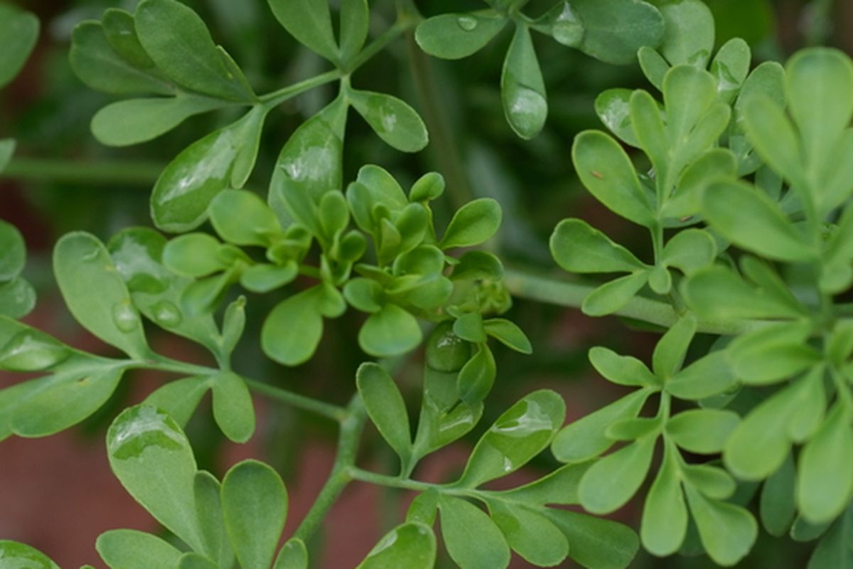 Ilustrasi tanaman Rue (Ruta graveolens). 