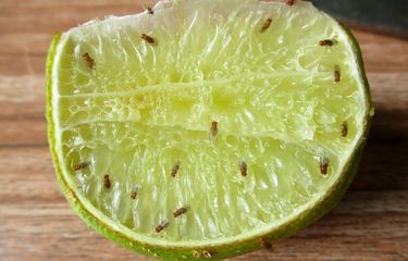 Ilustrasi lalat buah.