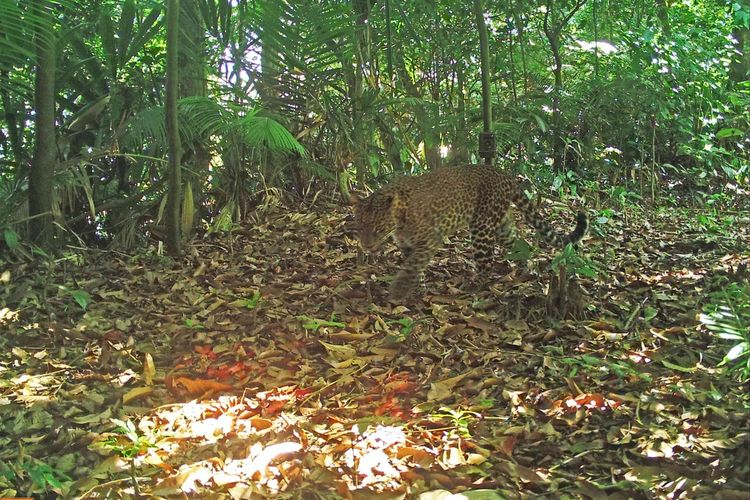 Macan tutul jawa terekam kamera trap terekam kamera jebak berkeliaran di hutan Sanggabuana dekat perkampungan Purwakarta pada 11 Juni 2023.
