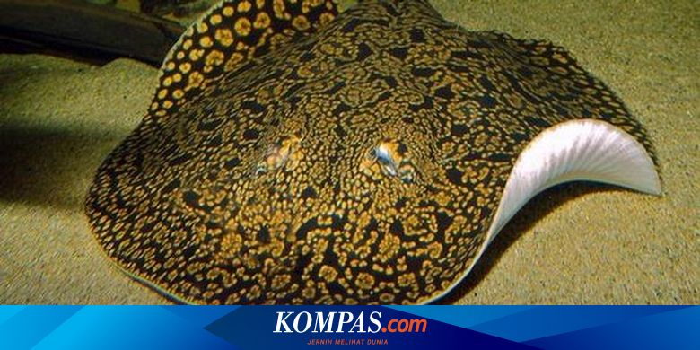 Pari Harimau Dinyatakan Spesies Baru