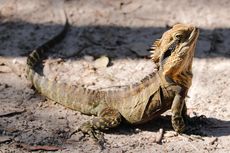 Suhu di Florida AS Sangat Dingin, Iguana Berjatuhan dari Pohon