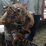 Covi dan Vivid, 2 Bayi Harimau Benggala Koleksi Semarang Zoo, Lahir Saat Pandemi