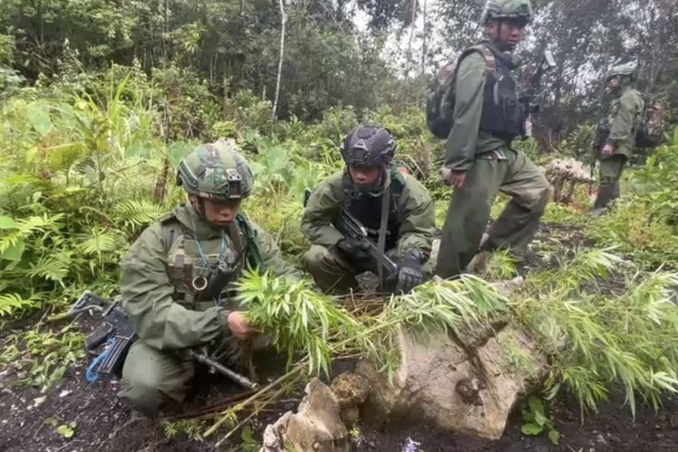 Ladang Ganja Ditemukan di Hutan Pegunungan Bintang Papua, Pemilik Kebun Ditangkap