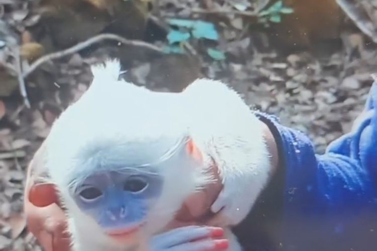 Anak Surili Diselamatkan Relawan di Tengah Karhutla Gunung Ciremai, Berhasil Kembali ke Induknya