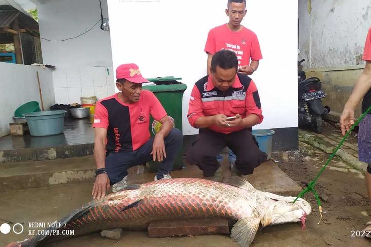 Warga Dayeuh Handap Kelurahan Kota Wetan memotong ikan Arapaima yang ditemukan di Sungai Cipeujeuh usai sungai tersebut banjir, Minggu (17/7/2022).
