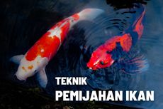 3 Teknik Pemijahan Ikan beserta Penjelasannya 