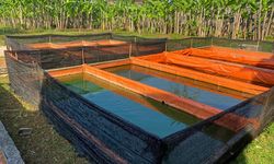 Mudah! Ini Panduan Budidaya Ikan Lele di Kolam Terpal