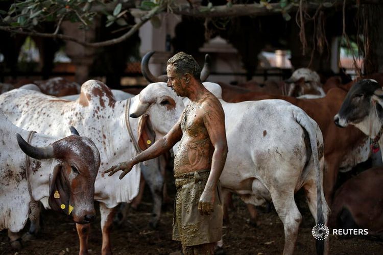 Para dokter di India memperingatkan agar masyarakatnya tidak menutupi tubuh dengan kotoran dan air seni sapi, dengan keyakinan bahwa hal itu akan menangkal COVID-19, dengan mengatakan tidak ada bukti ilmiah untuk keefektifannya dan berisiko menyebarkan penyakit lain.