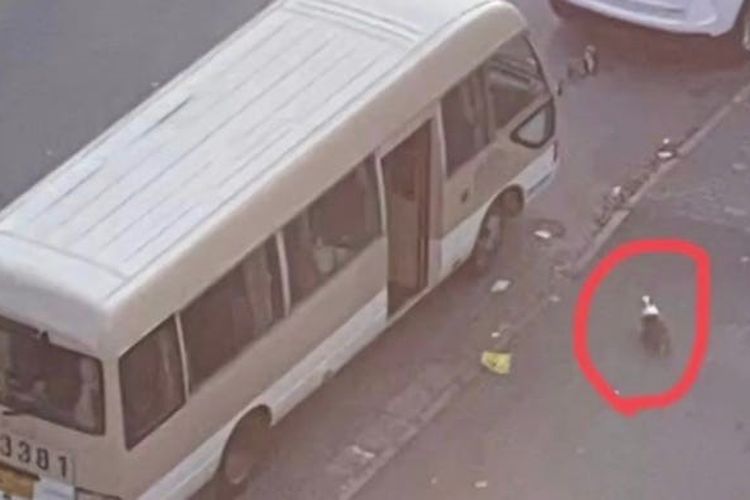 Corgi itu mengejar van yang membawa pemiliknya, yang sedang dipindahkan ke pusat karantina. Tangkapan layar dari WeChat.