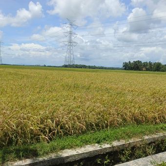Ilustrasi sawah di Kabupaten Purworejo 