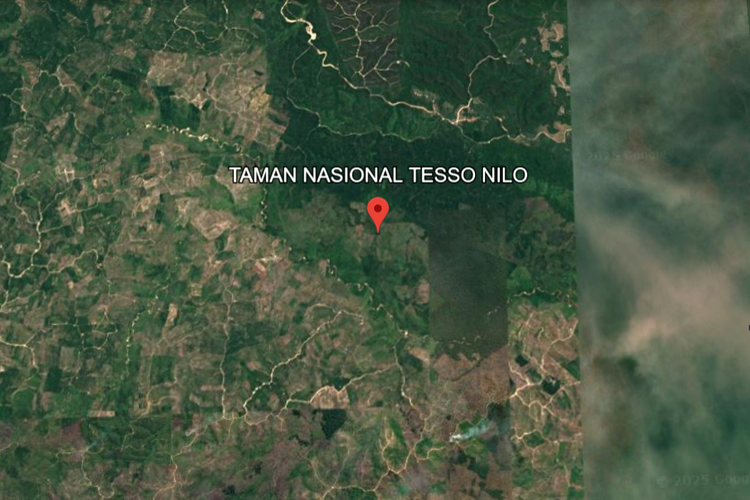 Foto Taman Nasional Tesso Nilo dari Tahun 2025 via Google Earth