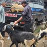 Kambing Tak Laku di Kuningan, Pedagang Pilih Pulang daripada Merugi