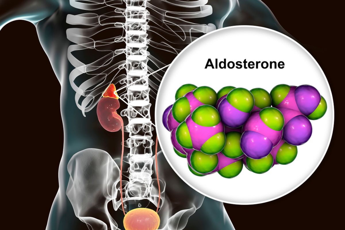 Ilustrasi Aldosterone