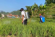 Petani Gorontalo Gagal Panen Akibat Hama, Kementan Sarankan Ikuti Asuransi Pertanian