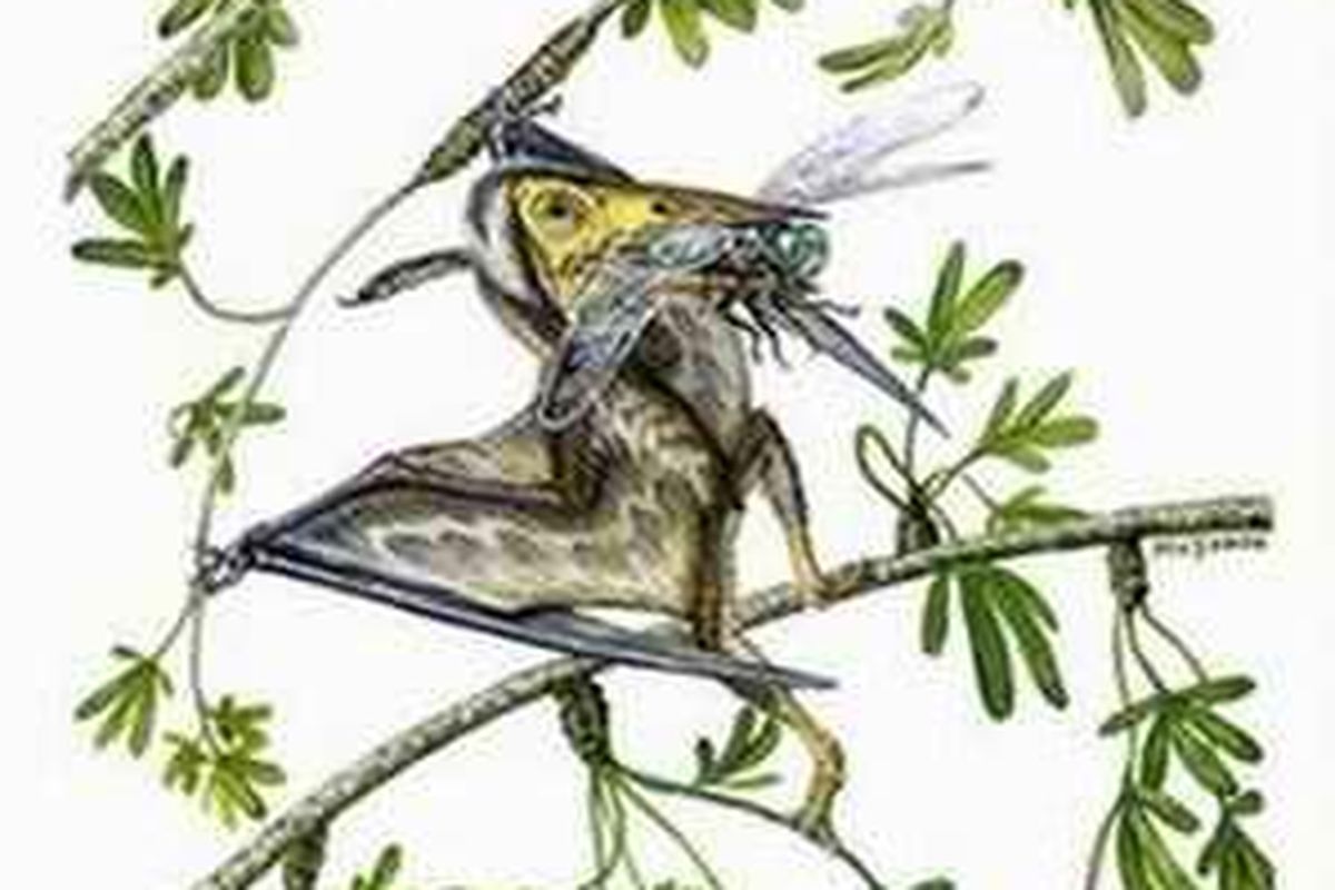 Sosok Nemicolopterus crypticus dalam ilustrasi.