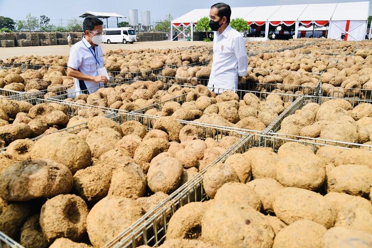 BIBIT PORANG—Presiden Jokowi melihat umbi hasil panen saat berkunjung di Kabupaten Madiun, Jawa Timur, Kamis (19/8/2021).