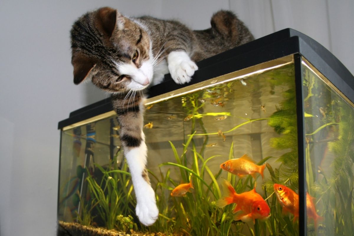 Ilustrasi kucing dan ikan