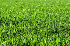 Seberapa Sering Anda Harus Memotong Rumput di Halaman?
