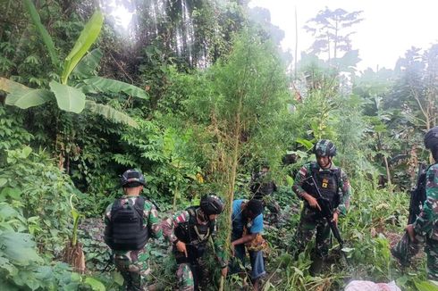 Ladang Ganja Seluas 400 Meter Persegi Ditemukan di Keerom, Papua