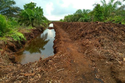 Rencana Kegiatan Usaha Diperbaiki, KLHK Jamin Kelangsungan Usaha RAPP