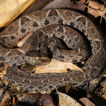 Ilustrasi ular jaracussu (Bothrops jararacussu), ular sangat berbisa dan endemik di Brasil, Amerika Selatan. Panjangnya bisa mencapai 2,20 meter. Molekul dalam bisa ular ini terbukti mampu mencegah reproduksi virus corona dalam sel monyet.
