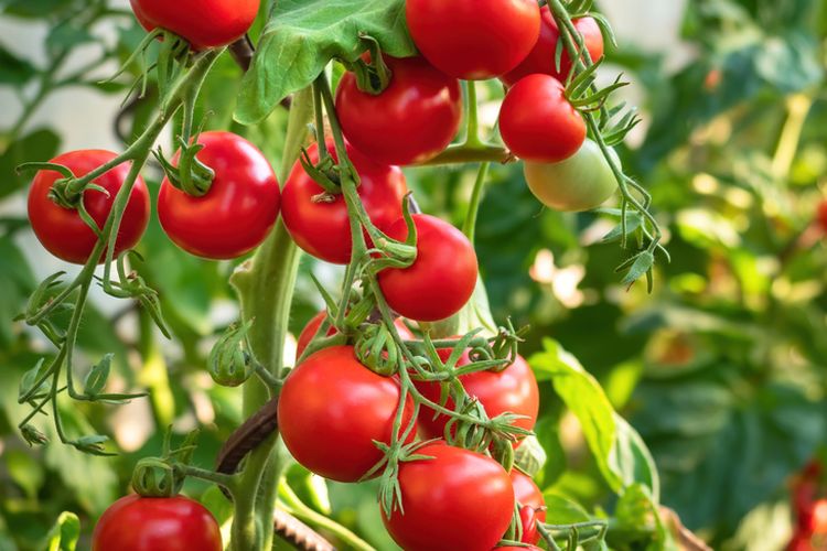 Ilustrasi tanaman tomat.