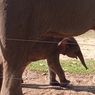 Cerita Mega, Gajah Sumatera yang Lahirkan Anak di Penangkaran, Dirawat Secara Ekstra Selama Hamil