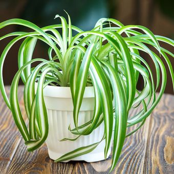 Lili paris atau spider plant adalah tanaman ini bisa hidup di kondisi cahaya terang atau sedang, serta pada kondisi tanah yang lembap merata.