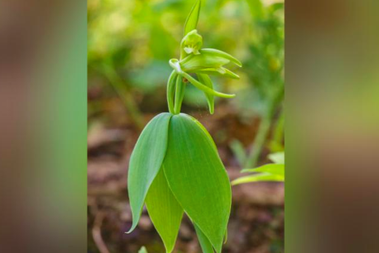 Pogonia bulat kecil