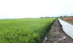 Musim Kemarau, Kementan Optimistis Produksi Padi Terjaga