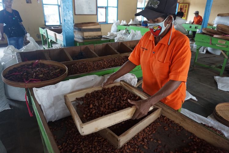 Pekerja pabrik kakao sedang menyortir biji kakao di pabrik kakao Glenmore Banyuwangi Sabtu (12/5/2018)