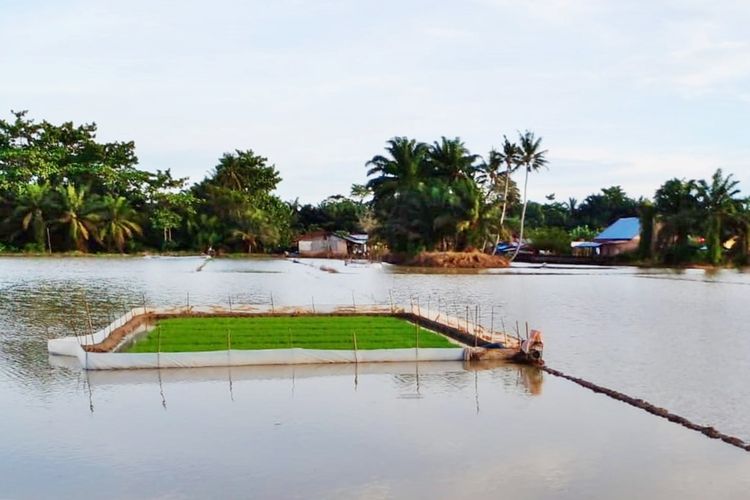 Ilustrasi lahan sawah.