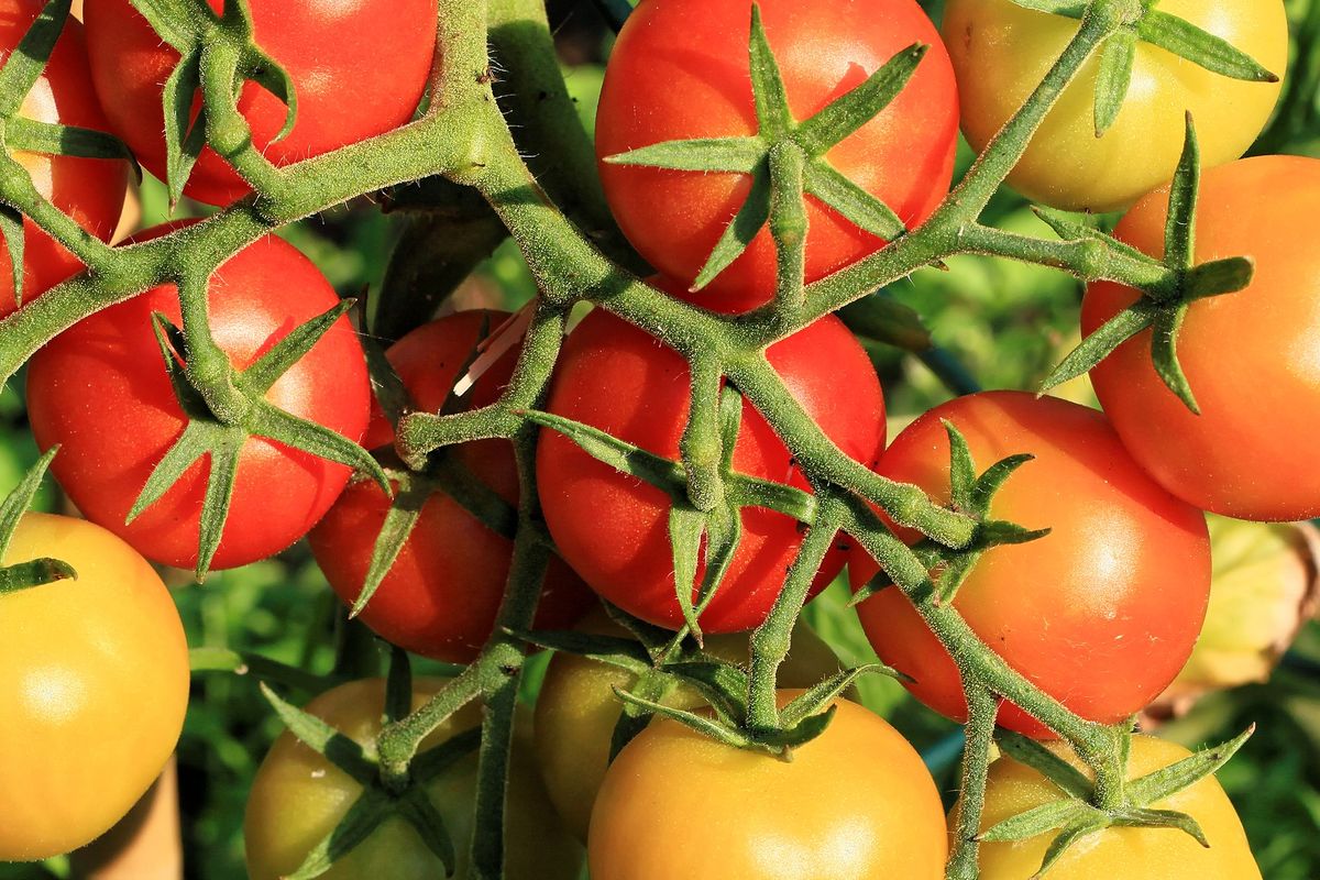 Ilustrasi buah tomat, tanaman tomat.