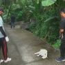 Marak Kasus Gigitan, 59 Anjing Liar di Buleleng Disuntik Mati