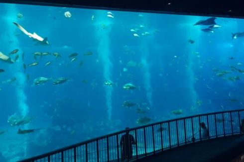 Menikmati Laut Terbuka Sepanjang 36 Meter di S.E.A Aquarium
