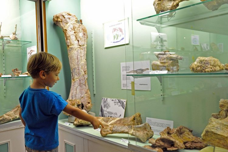 Ilustrasi fosil dinosaurus di Museum Cruzy. Fosil dinosaurus berumur 70 juta tahun di Perancis disimpan di Museum Rruzy usai disembunyikan selama dua tahun.