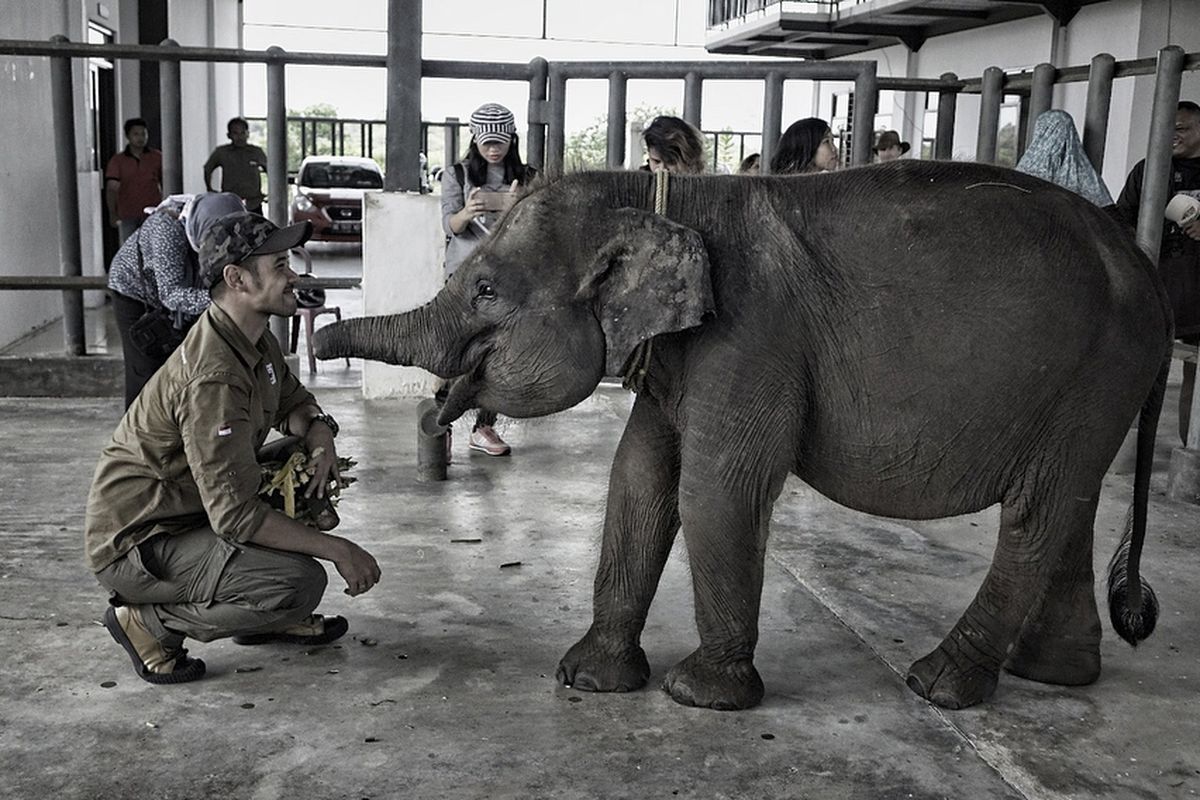 Chicco Jerikho mengunjungi gajah berbelalai buntung bernama Erin di Taman Nasional Waykambas Lampung.