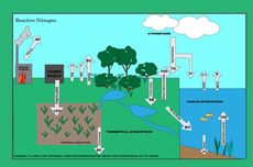 Siklus Nitrogen: Pengertian dan Proses Terjadinya