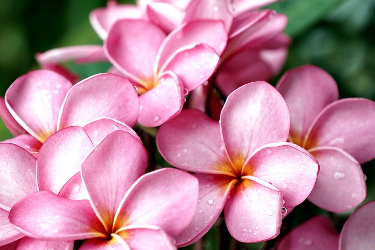 Foto 6 Tips Menanam Bunga Kamboja Jepang Agar Berbunga Lebat