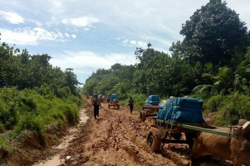 Butuh 5 Jam Perjalanan Menggunakan 15 Gerobak Sapi Antar Logistik Pemilu di Lampung 