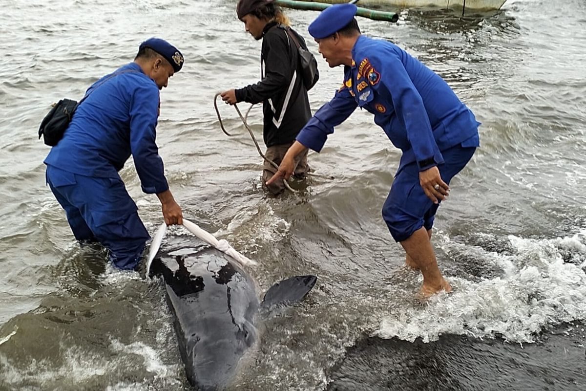 Foto: Paus sirip muda terdampar di Pantai Jangakar, Kabupaten Situbondo, Provinsi Jawa Timur pada Rabu (31/1/2024) sore.