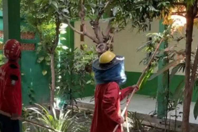 Damkarmat Tulungagung, Jawa Timur sedang mengevakuasi sarang tawon vespa.